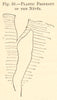 Plastic property of the Neves. SMALL. Profile 1886 old antique print picture