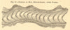 Ribbons of mud, Mer-de-Glace; after Forbes. Haute-Savoie. Glacier. SMALL 1886