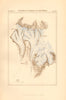 Glaciers of Geisberg & of Rothmoos. Austria 1886 old antique map plan chart