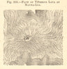 Flow of Vitreous Lava at Mauna Loa. Hawaii volcano. SMALL 1886 old antique map