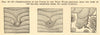 Tsunami irregularities due to sea bed forms, after Lubbock. SMALL 1886 print