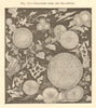 Organisms from the sea-bottom. Fish 1886 old antique vintage print picture