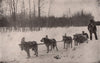 A Dog Train in Alaska. Half wolf 1903 old antique vintage print picture