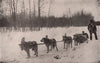 A Dog Train in Alaska. Half wolf 1903 old antique vintage print picture