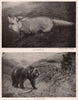 Alaskan mammals discovered by Harriman Expedition. Kadiak Fox. Kadiak Bear 1903