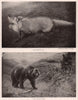 Alaskan mammals discovered by Harriman Expedition. Kadiak Fox. Kadiak Bear 1903