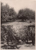 An apple Orchard in Delaware. A Baldwin apple orchard in New York. Delaware 1903