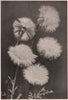 Centaurea. Plants 1903 old antique vintage print picture