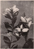 Chelone (Turtle-Head). Plants 1903 old antique vintage print picture