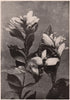 Chelone (Turtle-Head). Plants 1903 old antique vintage print picture