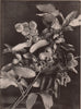 Chinquapin. Plants 1903 old antique vintage print picture
