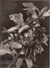Chinquapin. Plants 1903 old antique vintage print picture