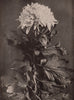 Chrysanthemum. Plants 1903 old antique vintage print picture