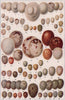 Bird Eggs Kingfisher Woodpecker Eagle Owl Nightjar Hoopoe Nuthatch Wren 1903