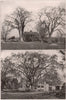 Elm Trees: Famous New England Elms. New England 1903 old antique print picture