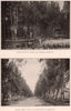 Eucalyptus: Los Angeles park, California; Avenue Shade Trees, Santa Monica 1903