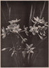 Narcissus. Plants 1903 old antique vintage print picture