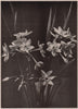 Narcissus. Plants 1903 old antique vintage print picture