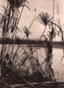 Dense reed covers the banks of the River Beni. Bolivia 1928 old vintage print