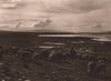 Sheep grazing on the shores of Lake Titicaca. Bolivia 1928 old vintage print