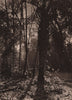The virgin forests near Rurrenabaque in the Beni Land. Bolivia 1928 old print