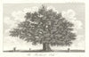 View of Sidney or Bear Oak. 1,000 years old; expired 2016. Penshurst, Kent 1794