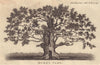 Duke's Vaunt oak tree, Savernake forest, Wiltshire. 1,200 years old 1802 print