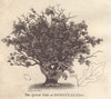 The great oak tree at Hempstead, Essex where Dick Turpin hid 1802 old print