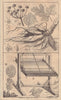 Hemlock Water dropwort root, Oenanthe Crocata. Corn winnowing machine 1747