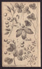 Plants drawn from the life at Halifax in Nova Scotia by M. Harris 1750 print