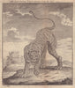 An East Indian Tiger drawn from the Life. GENTS MAG 1750 old antique print