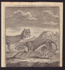 An East Indian Leopard, drawn from ye life. GENTS MAG 1750 old antique print