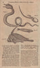 Double-headed snake. A Lizard in its Shell. Ribband Fish. Sucking Fish 1751