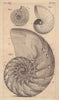 The Shell of the Nautilus, Naut Pompilius. Ammonita, or Cornu Ammonis 1752