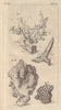 Four Species of Coralloids. Coral. GENTS MAG 1752 old antique print picture