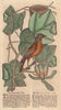 The Baltimore Bird and the Virginian Tulip Tree. GENTS MAG 1753 old print
