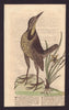 Large Lark of Carolina & The Little Yellow Star Flower. Carolinas. Birds 1753
