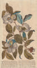 The Shrub The Steuartia (Malachodendrum). Flowers. GENTS MAG 1753 old print