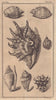 A Series of Sea shells. Decorative. GENTS MAG 1758 old antique print picture