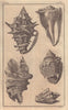 Sea shells. Volute. Rock. Wing. Decorative. GENTS MAG 1758 old antique print