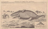 A Spermaceti Whale thrown ashore near Whitstable in Kent. Beached whale 1764