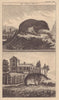 Two kinds of the Shrew-mouse. Sorex Araneus. Rodents. GENTS MAG 1764 old print