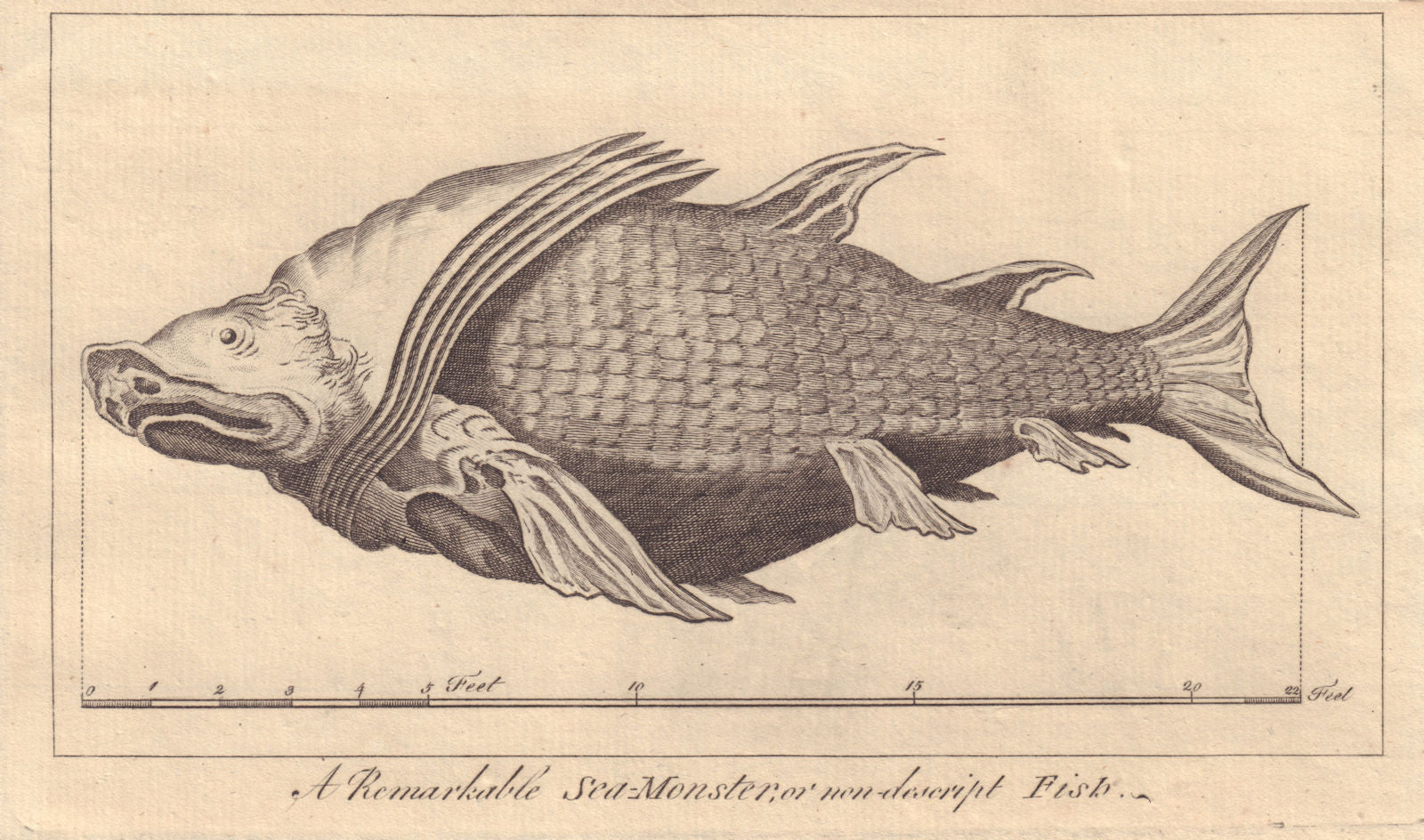 A Remarkable Sea-Monster or non-described Fish taken in the ...