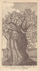 A west view of the Old Chestnut Tree at Tortworth in Gloucestershire 1766