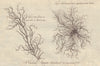 A Curious Aquatic Animal discovered in 1779. GENTS MAG 1779 old antique print