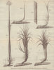 The Sugar Cane from its first Planting till its Arrival to Maturity. Food 1779