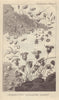 Animalcules microscopically represented. Biology. GENTS MAG 1788 old print