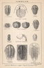 BRITISH FOSSILS. Cambrian. Harlech Menevian Lingula Flag Tremadoc. STANFORD 1907