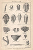 BRITISH FOSSILS. Silurian - Llandovery, Wenlock & Ludlow Series. STANFORD 1907