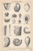 BRITISH FOSSILS. Silurian - Llandovery, Wenlock & Ludlow Series 2. STANFORD 1907